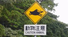 Wild Animal