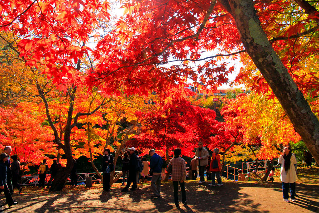 나카노모미지 산