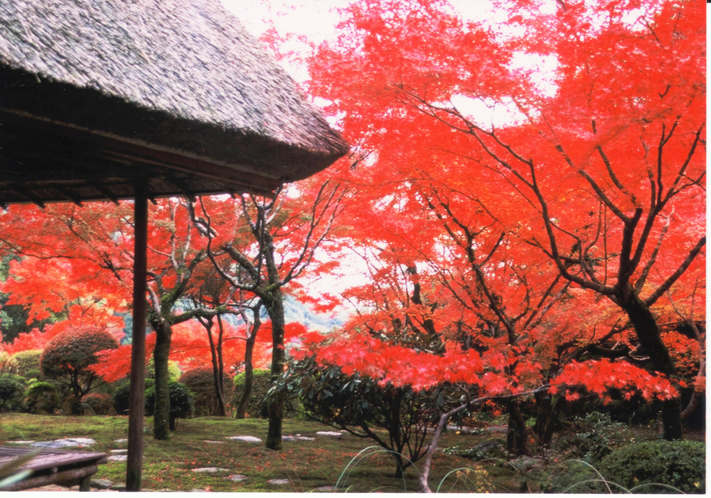 Japan's Top 100 Autumn Leaves Spots - ToCoo! Car Rental