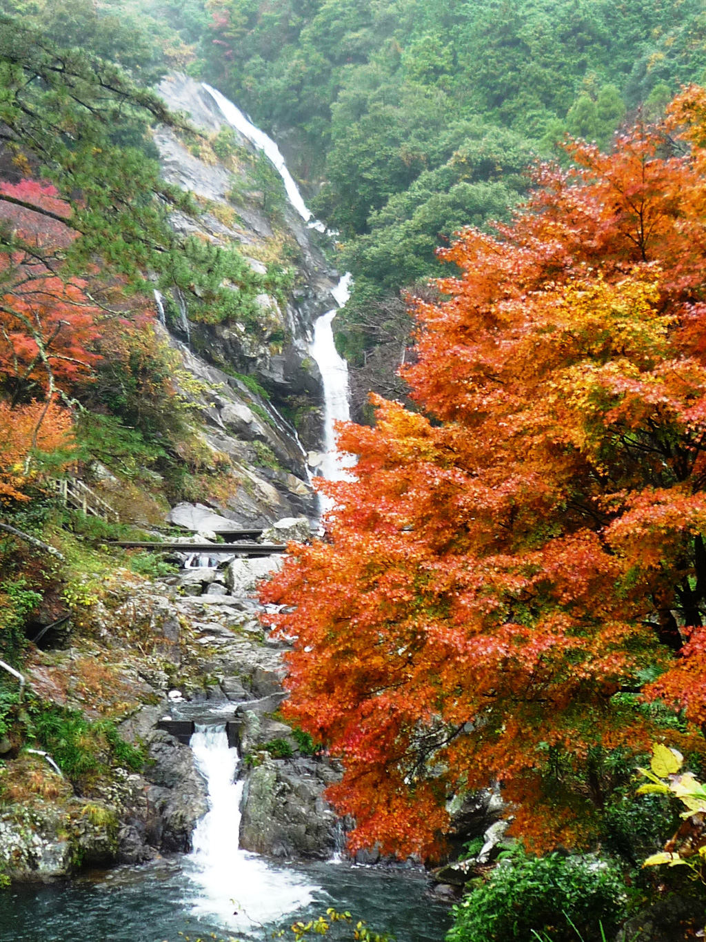 미카에리노 타키