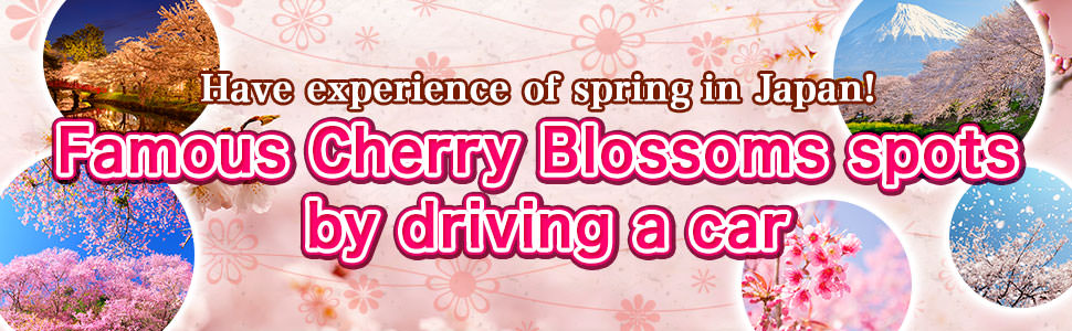Have experience of spring in Japan! Famous Sakura Cherry Blossoms spots by driving a car