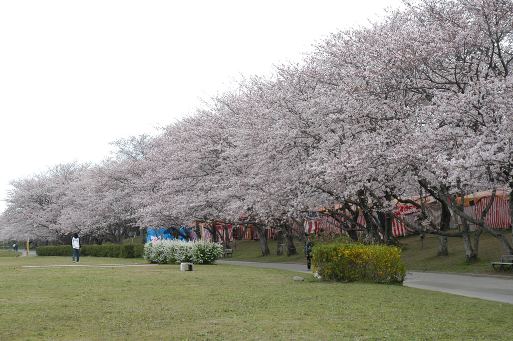 宮川堤之櫻